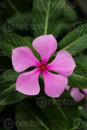 Find  the Image beautiful,periwinkle,flower,nepal  and other Royalty Free Stock Images of Nepal in the Neptos collection.