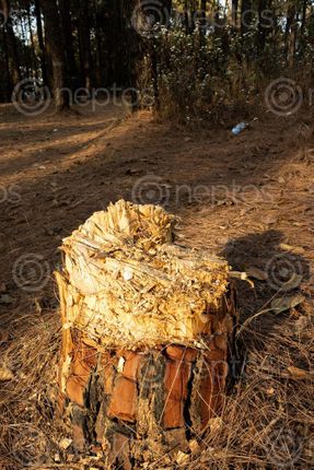 Find  the Image cutting,tree,lead,deforestation,natural,disasters,flood,landslide  and other Royalty Free Stock Images of Nepal in the Neptos collection.