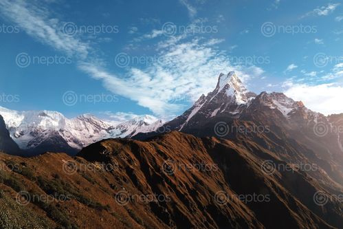 Find  the Image warm,closeup,view,mardi,himal  and other Royalty Free Stock Images of Nepal in the Neptos collection.