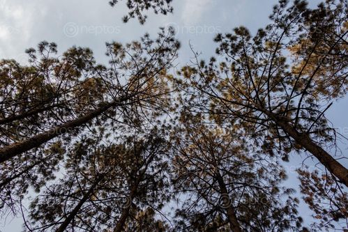 Find  the Image beautiful,low,angle,view,pine,trees,forest,floor,shreenagar,tansen,palpa,blue,sky  and other Royalty Free Stock Images of Nepal in the Neptos collection.