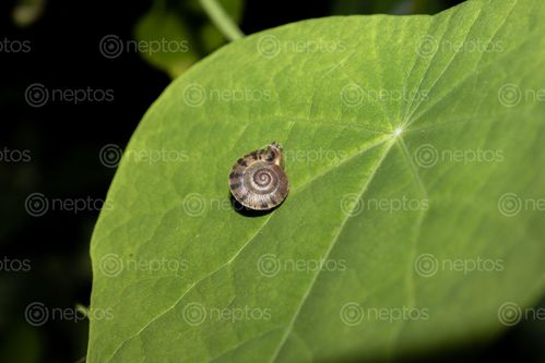 Find  the Image close-up,snail,shell,plant's,leaf  and other Royalty Free Stock Images of Nepal in the Neptos collection.