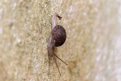 Find  the Image close-up,snail,moving,building,wall  and other Royalty Free Stock Images of Nepal in the Neptos collection.