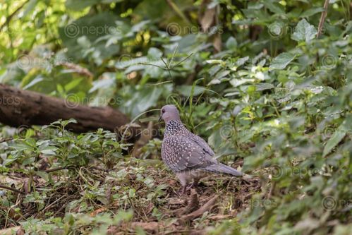 Find  the Image spotted,dove,spilopelia,chinensis,small,long-tailed,pigeon,enjoying,beautiful,nature  and other Royalty Free Stock Images of Nepal in the Neptos collection.